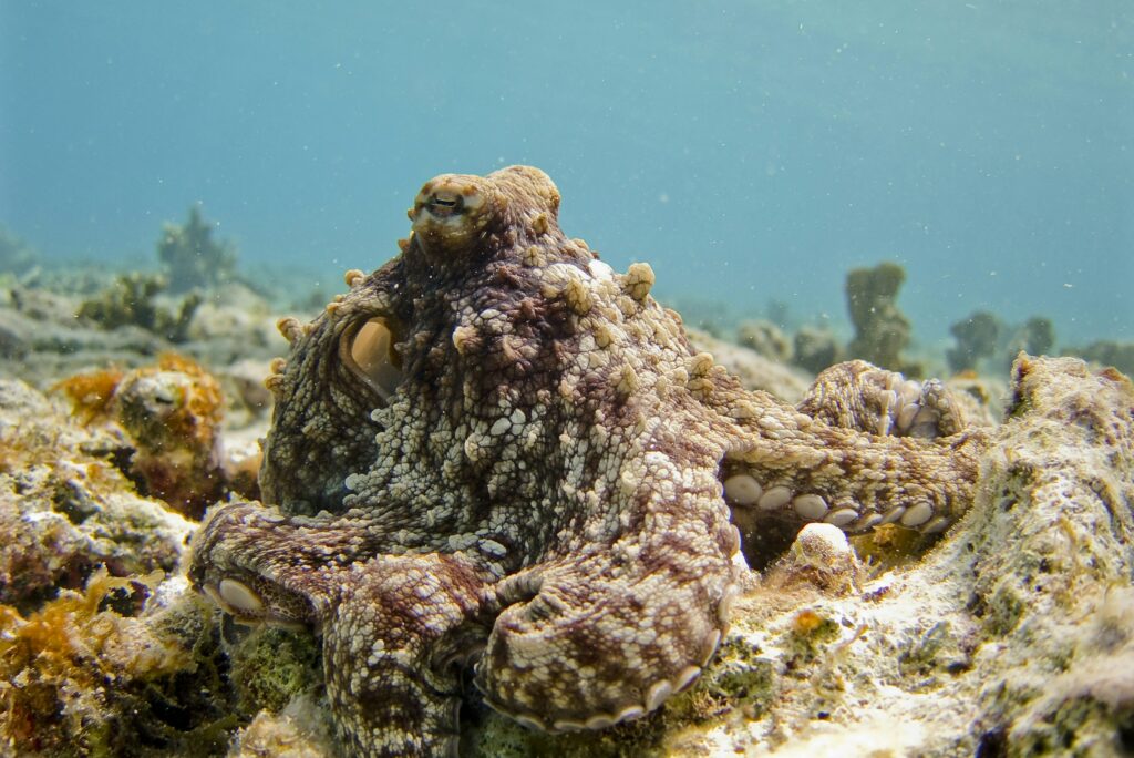 Discover the Beauty of Caribbean Living in Bonaire Homes